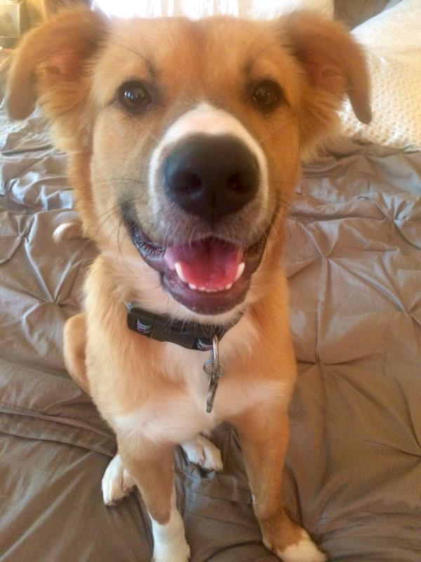 /Images/uploads/Homeward Bound Pet Rescue/HBPR_Photocontest/entries/12147thumb.jpg